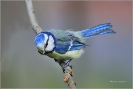 <p>SÝKORA MODŘINKA (Cyanistes caeruleus) /Eurasian blue tit - Blaumeise/</p>